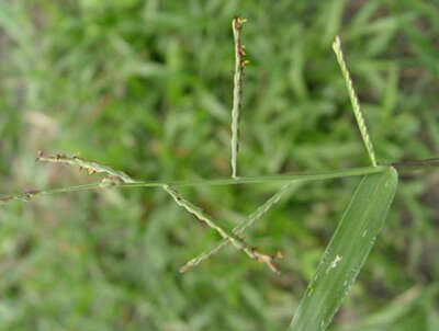 Image of signalgrass