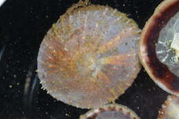 Image of Calyptraeoidea Lamarck 1809