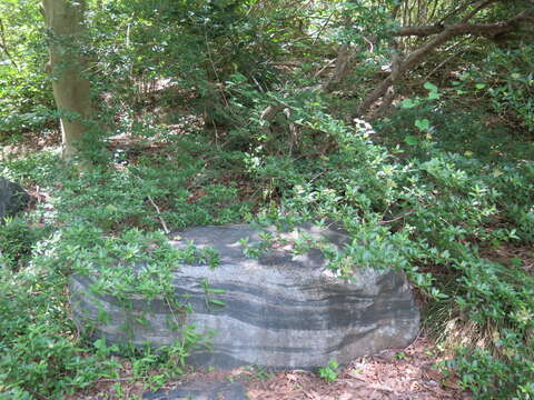Image of Biota