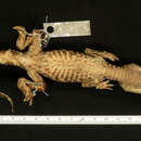 Image of Cuvier's Smooth-fronted Caiman