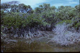 Image of red mangrove family