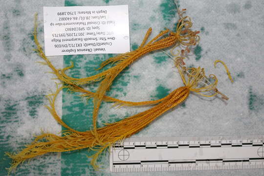 Image of crinoids and relatives