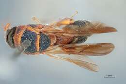 Image of leucospid wasps