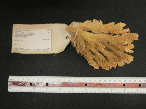 Image of staghorn corals