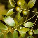 Image of Asian bayberry