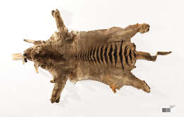 Image of thylacines