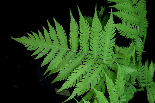 Image of plant