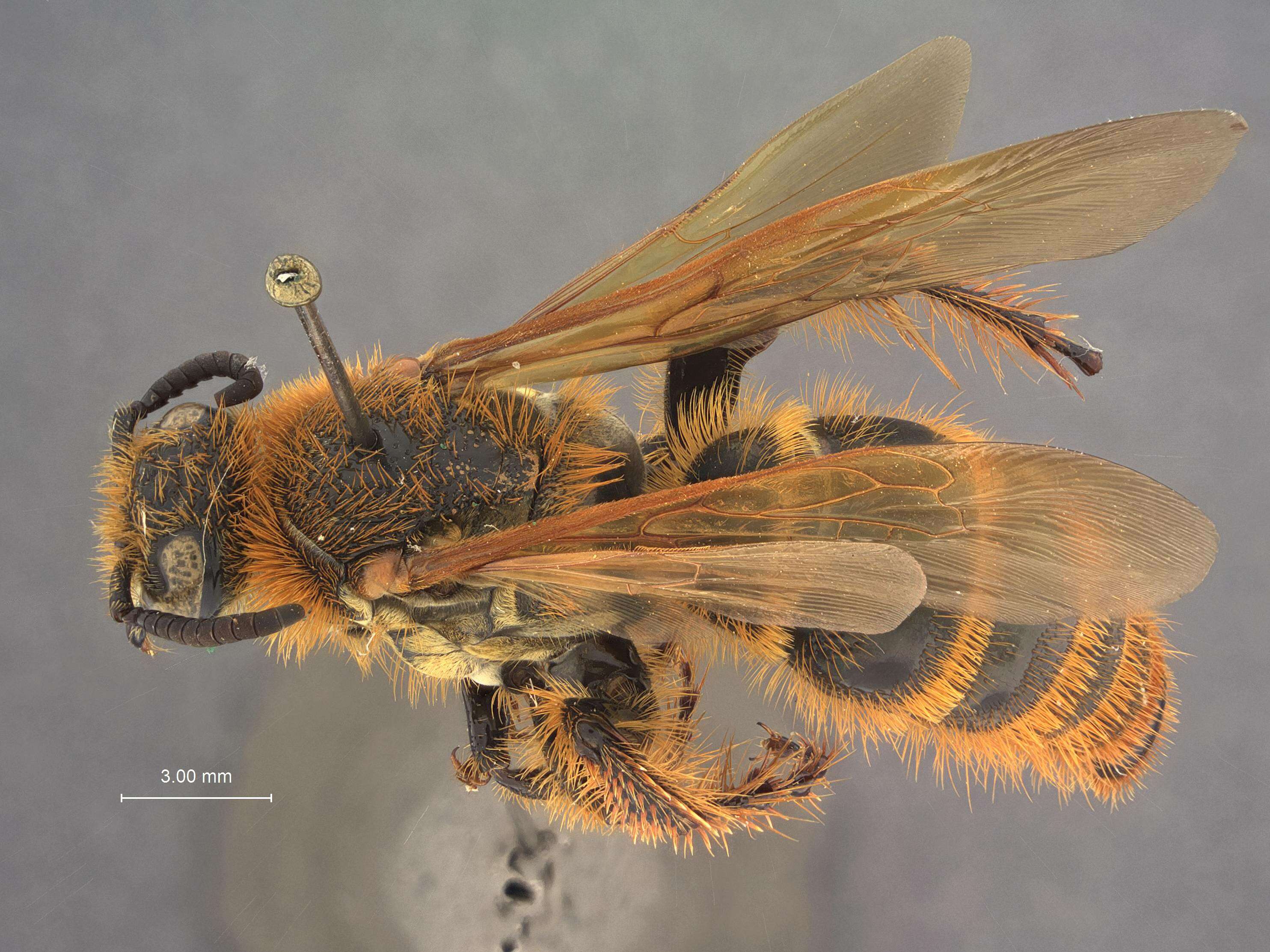Image of scoliid wasps