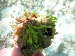 Image of Marine Green Algae: Mermaid's wine glass & relatives