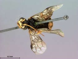 Image of leaf-rolling sawflies