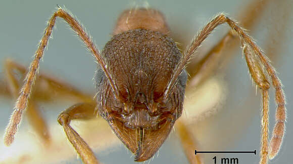 Image of Aphaenogaster