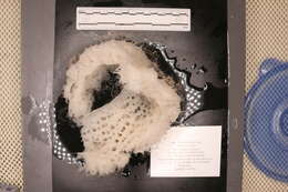 Image of hexactinellid sponges