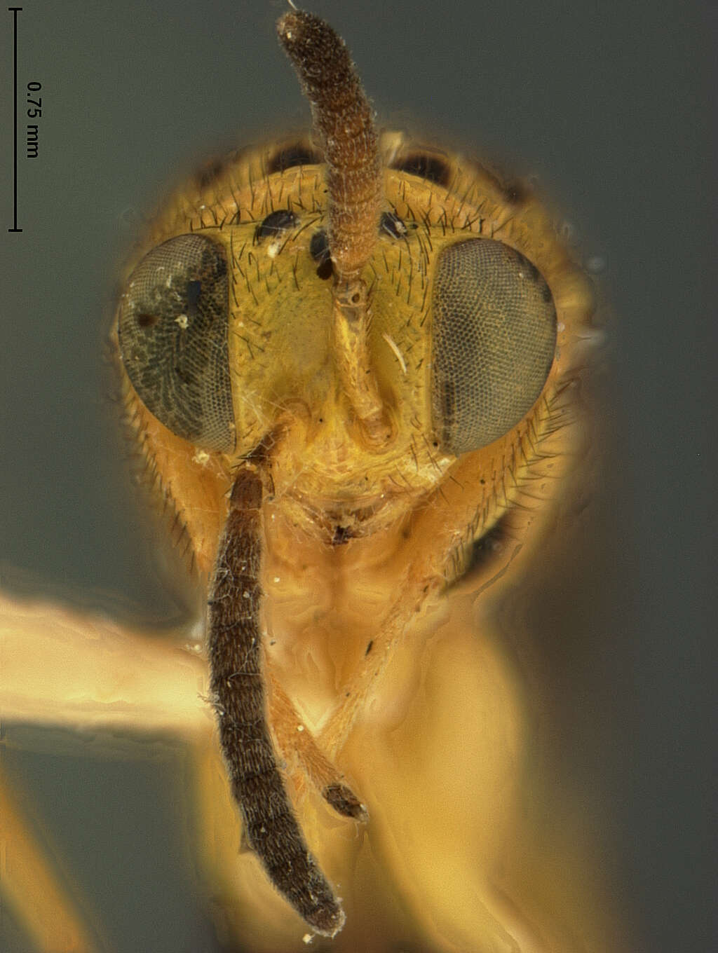 Image of chalcidid wasps