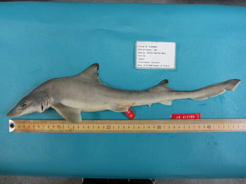 Image of Mustelus