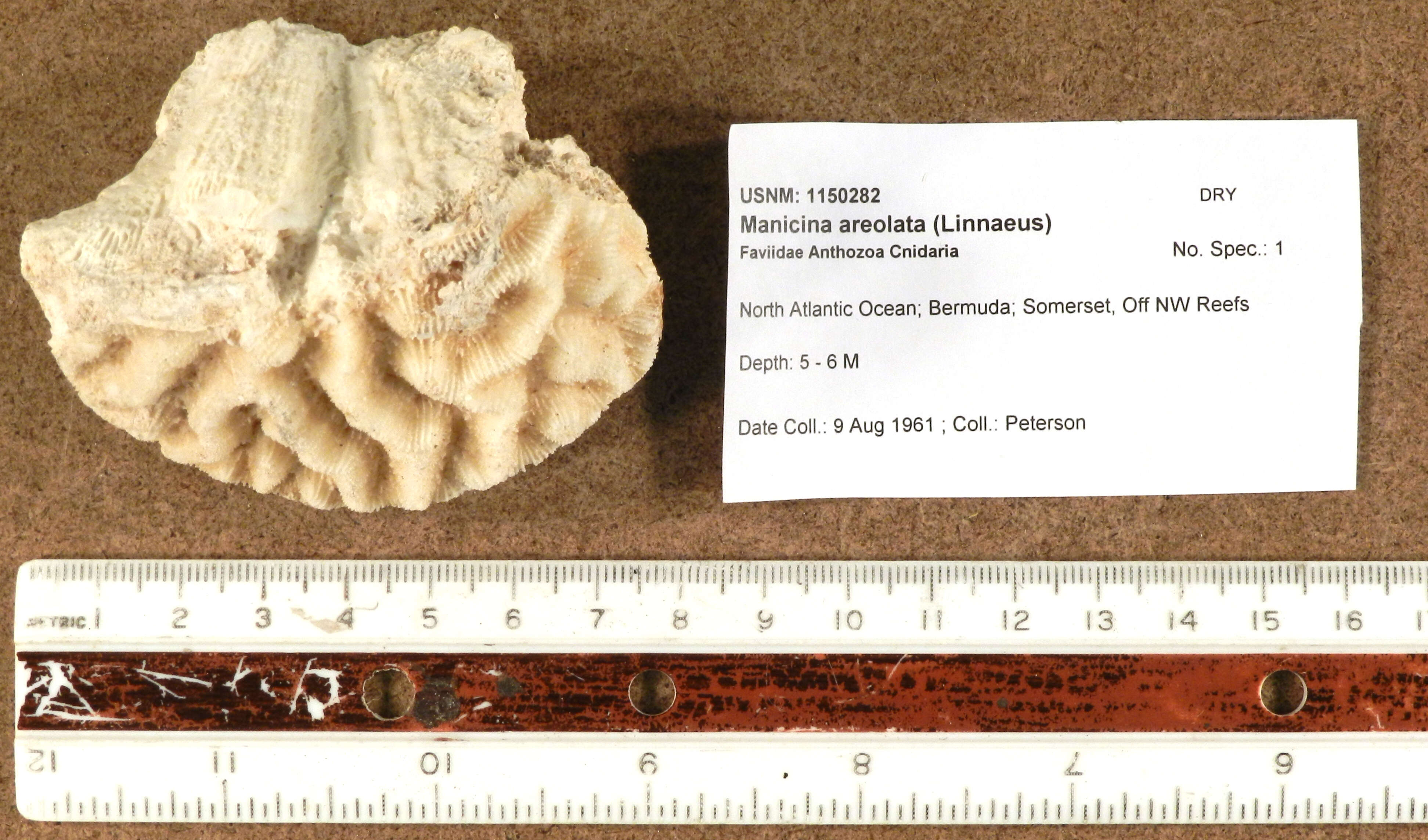 Image of stony corals
