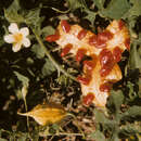 Image of Momordica charantia var. abbreviata Ser.