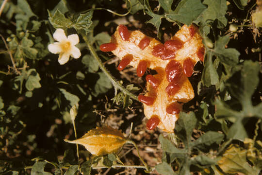 Image of balsampear