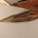 Image of Chestnut-breasted Bunting