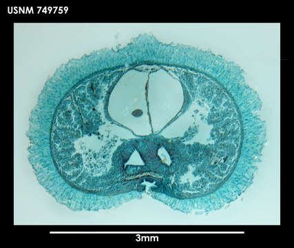 Image of solenogasters