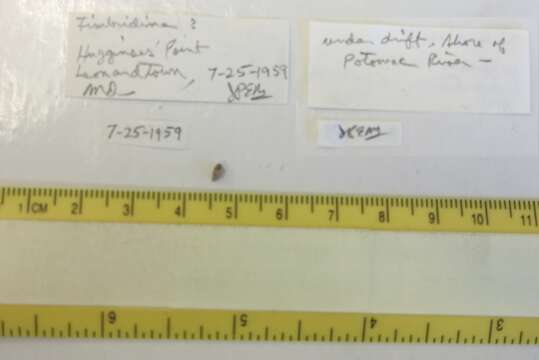 Image of molluscs