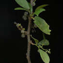 Image of Achatocarpus oaxacanus Standl.