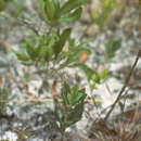 Image of Euphorbia telephioides Chapm.