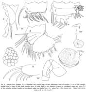Image of Cypridinoidea Baird 1850