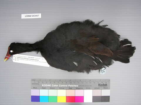 Image of Gallinula Brisson 1760