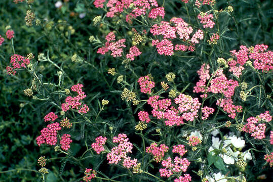 Image of yarrow, milfoil