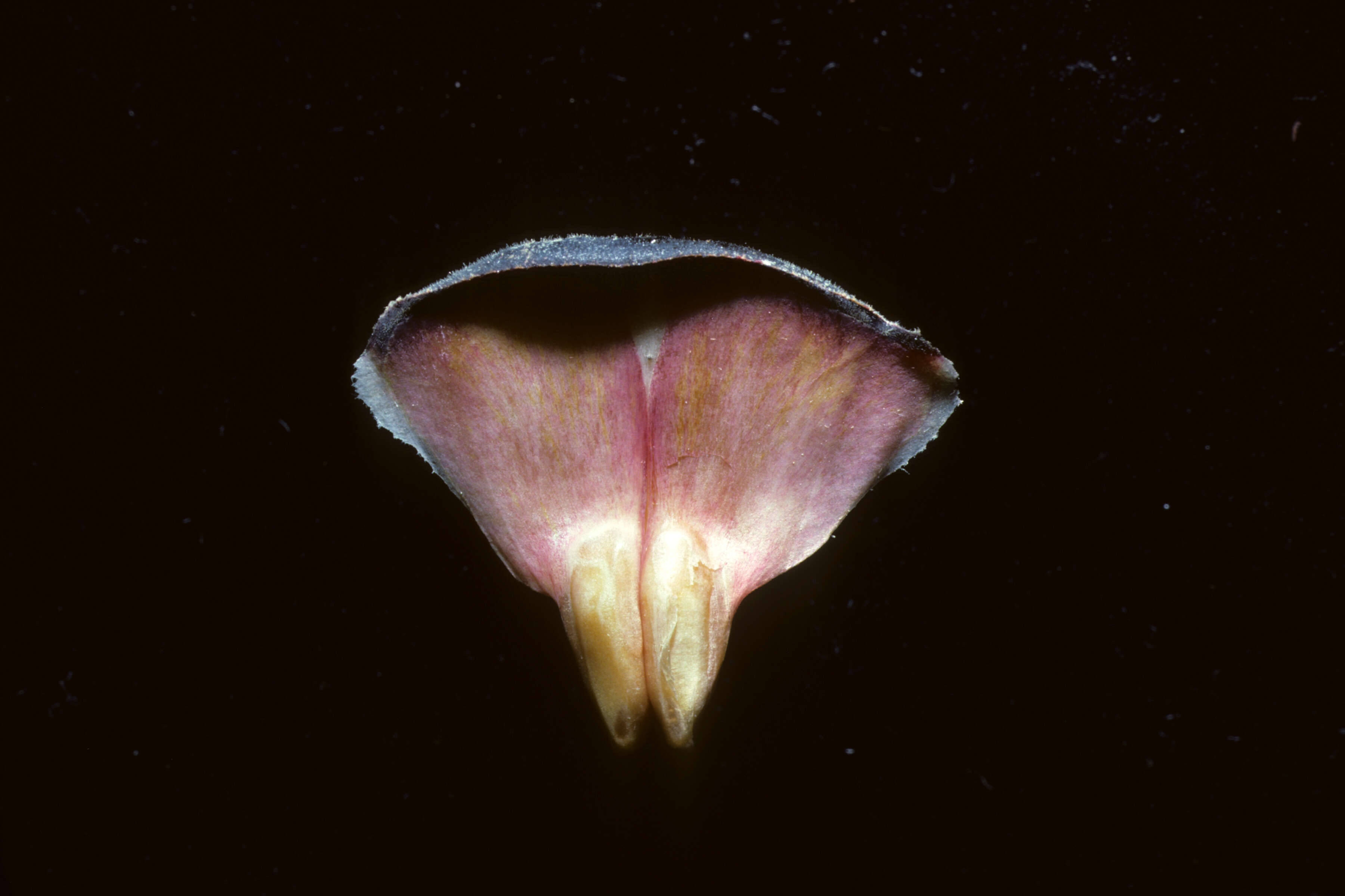 Image of Gymnosperms