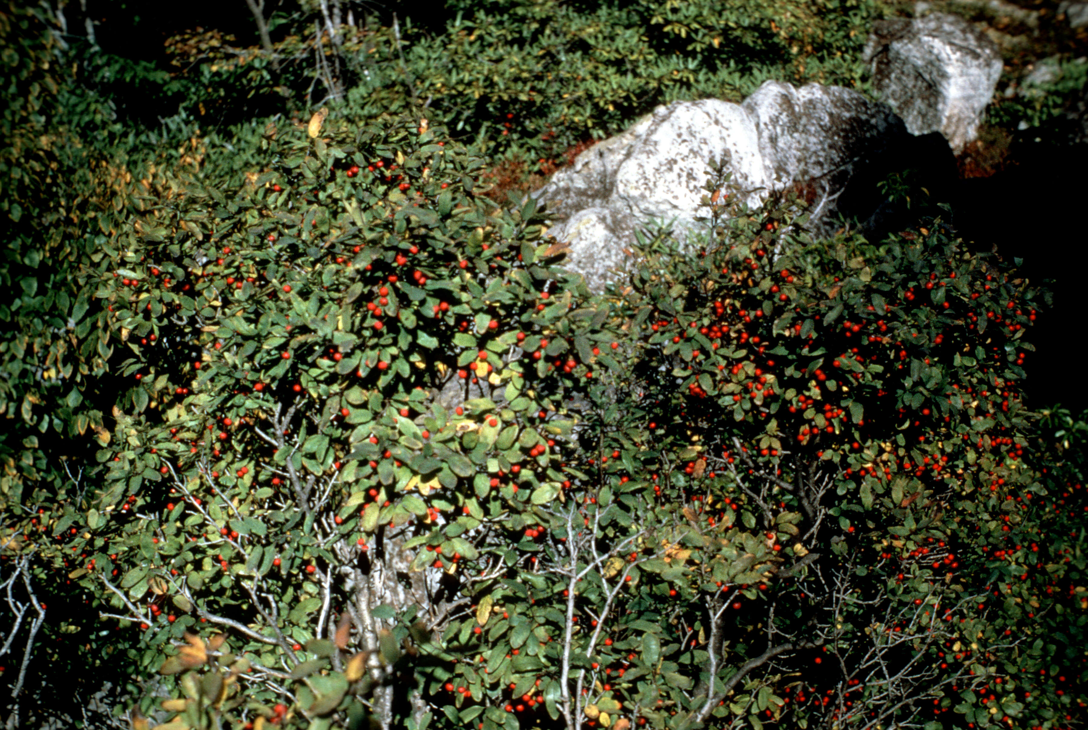 Image of Aquifoliales