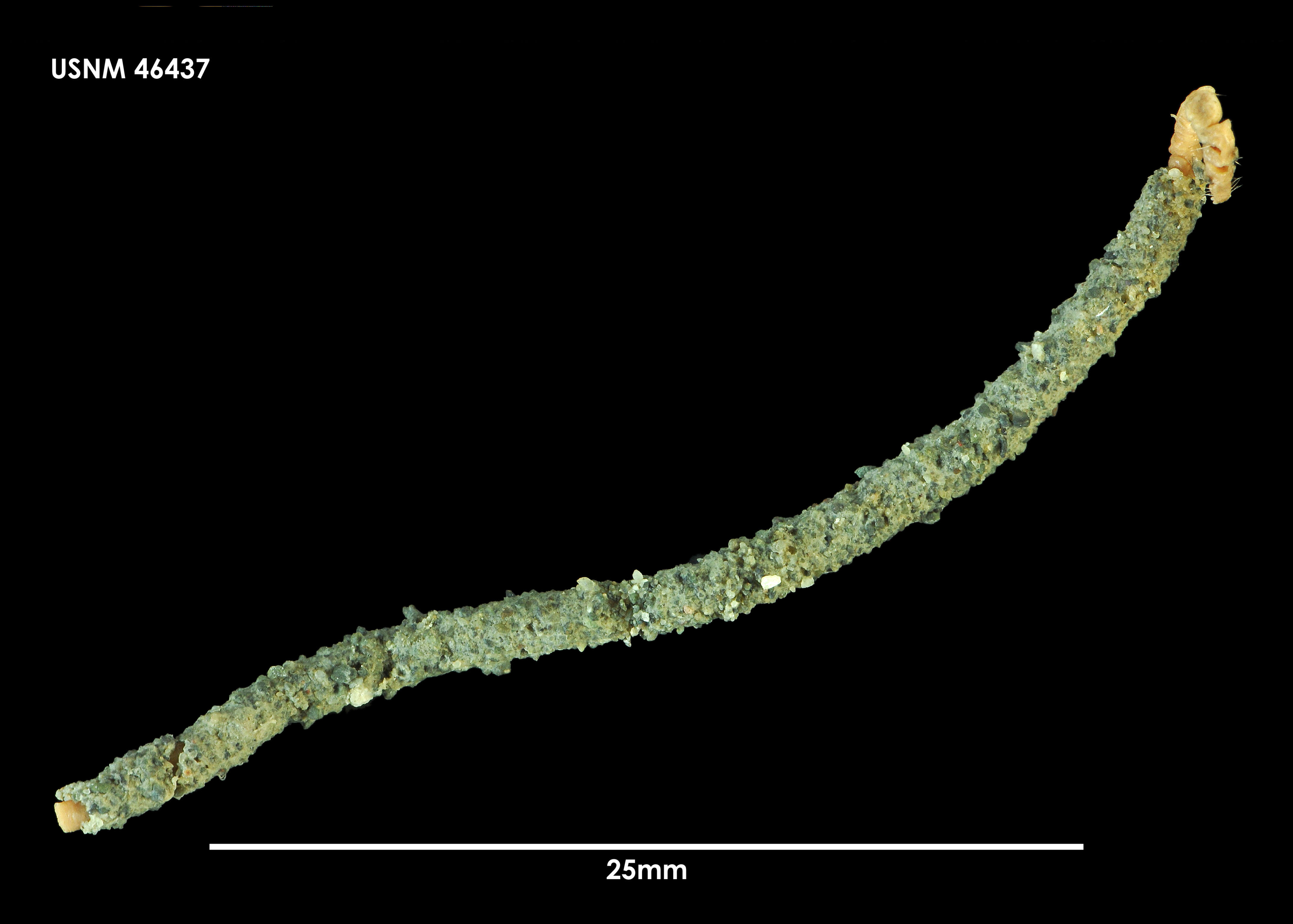 Image of bamboo worms