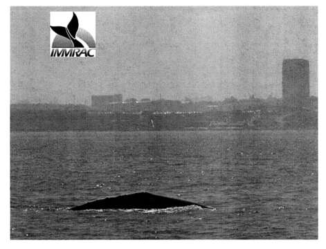 Image of Gray Whale