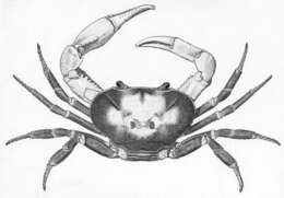 Image of Pseudothelphusoidea Ortmann 1893