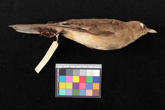 Image of Clay-colored Robin