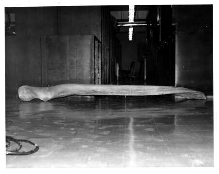 Image of Gray Whale