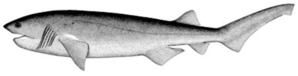 Image of Hexanchus