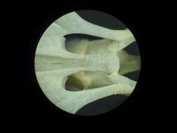 Image of Strisores