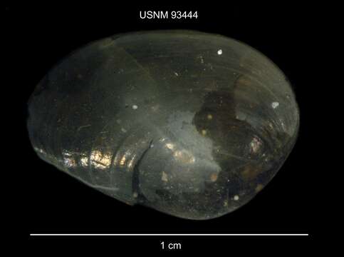 Image of branchiopods