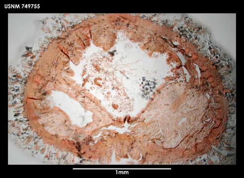 Image of solenogasters