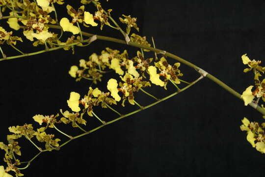 Image of Monocots