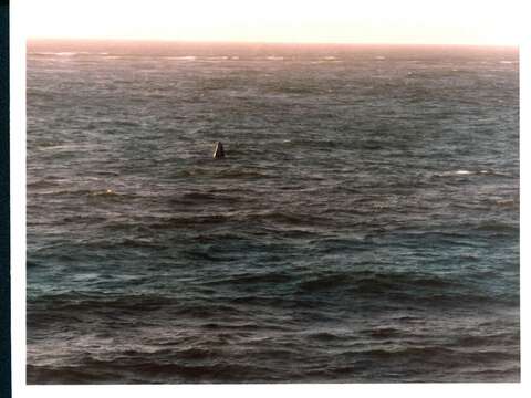 Image of Gray Whale