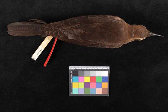 Image of Great-tailed Grackle