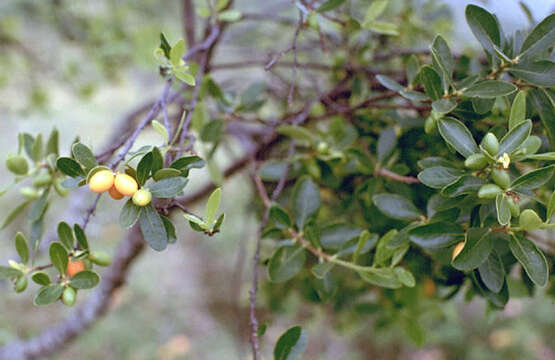 Image of false ohelo