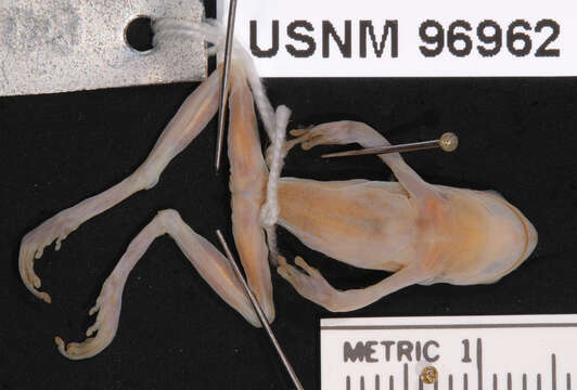 Image of Dendropsophus Fitzinger 1843