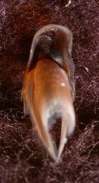 Image of molluscs