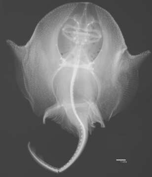 Image of Dactylobatus