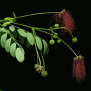 Image of Zapoteca formosa subsp. rosei (Wiggins) H. M. Hern.