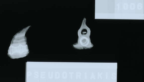 Image of Pseudotriakis