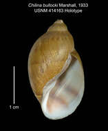 Image of snails
